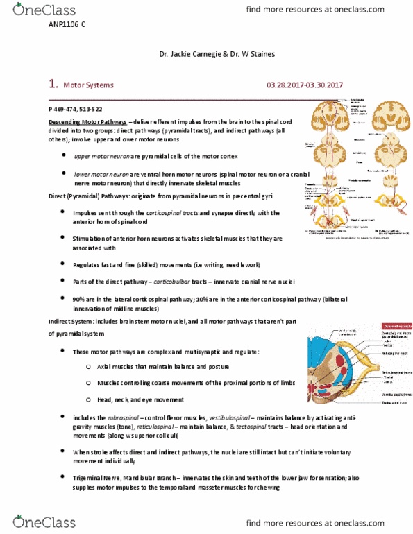 ANP 1106 Chapter Notes - Chapter 12 & 13: Upper Motor Neuron, Cranial Nerve Nucleus, Anterior Grey Column thumbnail